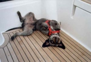 Clausy_Sonnenbad Boot