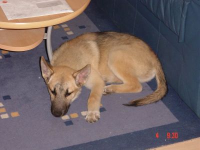 2004-Basti-DjingesHE1