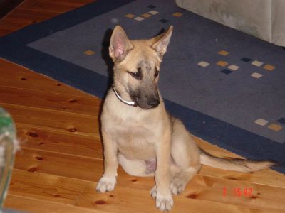 2004-Basti-DjingesHE3