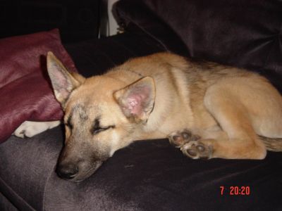 2004-Basti-DjingesHE4