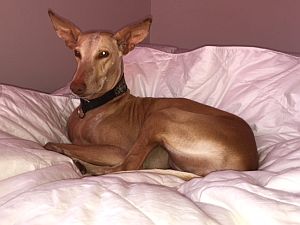 Dana-Diana2011-HE101