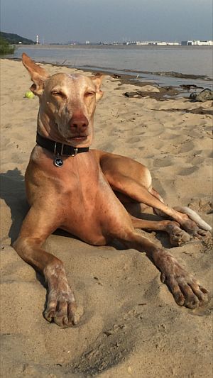 Dana-Diana2011-HE108