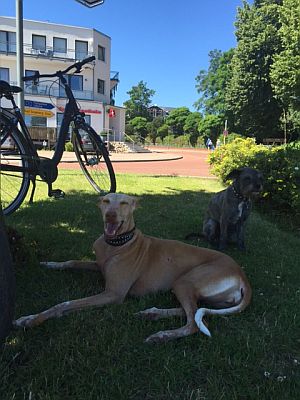 Dana-Diana2011-HE110