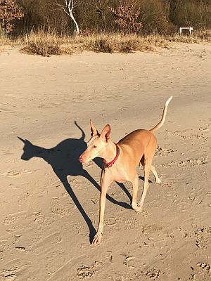 Dana-Diana2011-HE113