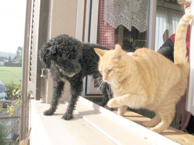 Nico_Bossi__mit_Fritz