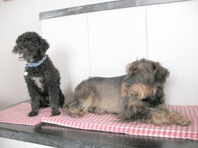 Nico_Bossi__mit_Judy_121206