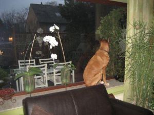 Paco-08-1-Fensterbank