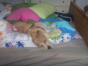 Pedro-2011-HE13 Pedro-2011-HE13