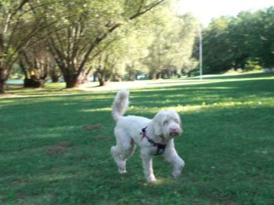 Pluto_Boomer-2011-HE1