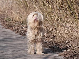 Pluto_Boomer-2011-HE11