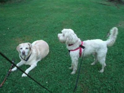 Pluto_Boomer-2011-HE4