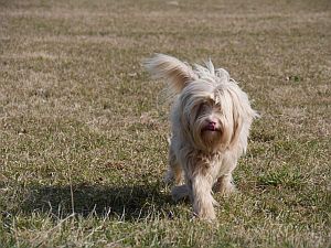 Pluto_Boomer-2011-HE7